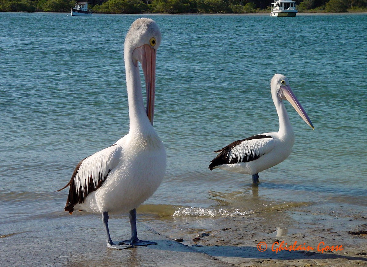 Australian Pelican - Ghislain Gosse