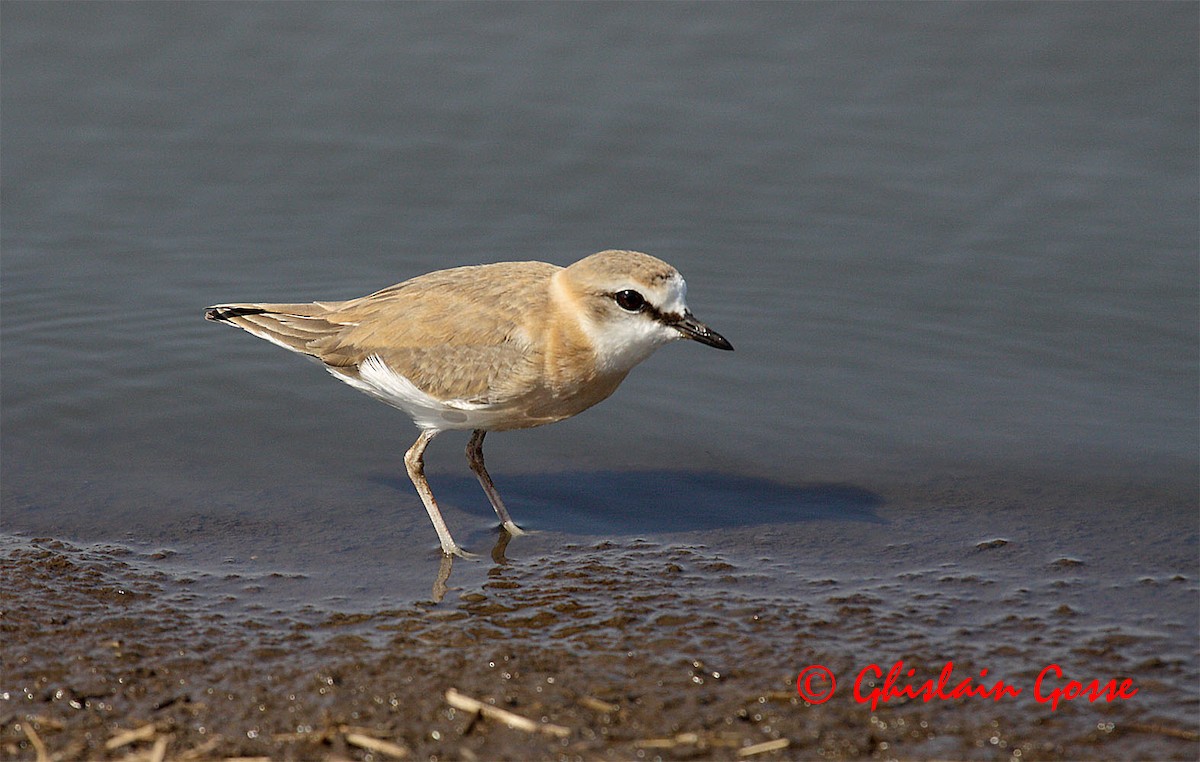 White-fronted Plover - ML204097151