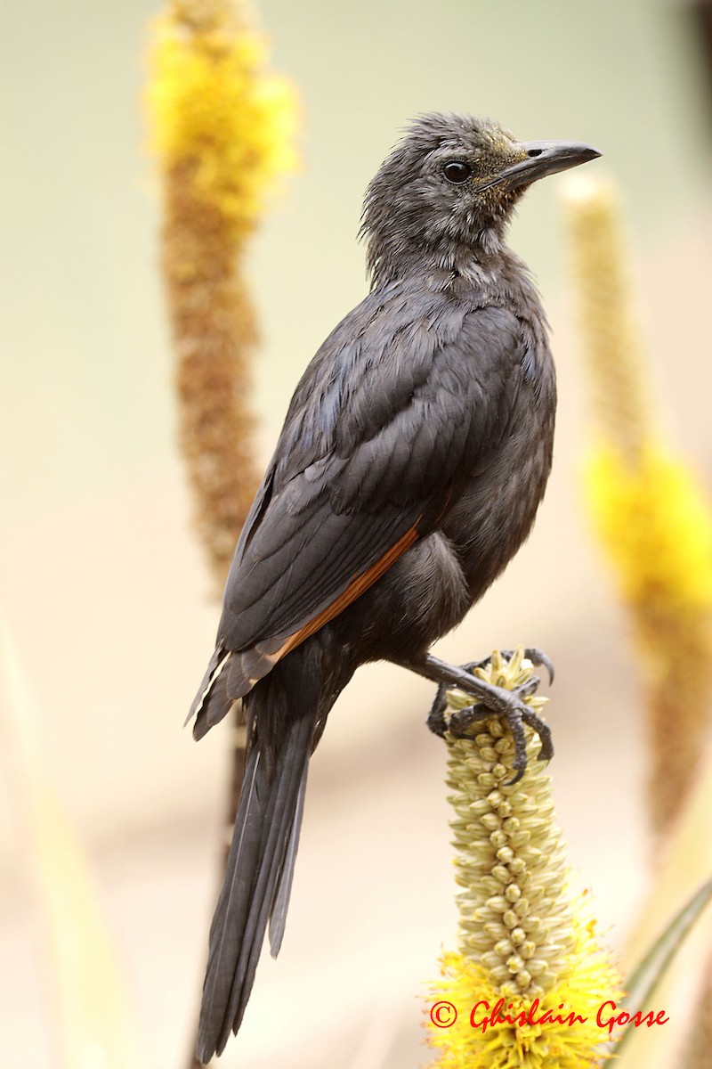 Red-winged Starling - ML204097201