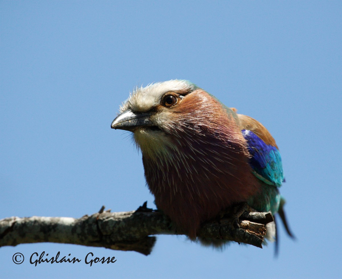 Lilac-breasted Roller - ML204097401