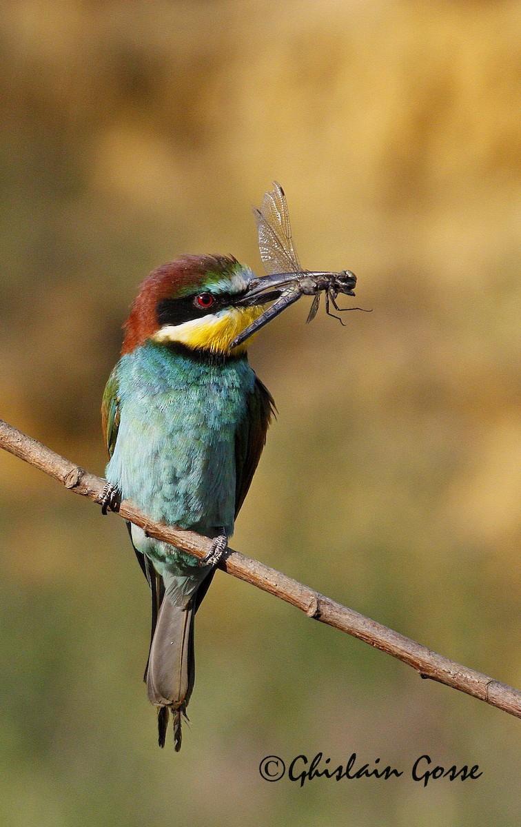 European Bee-eater - Ghislain Gosse