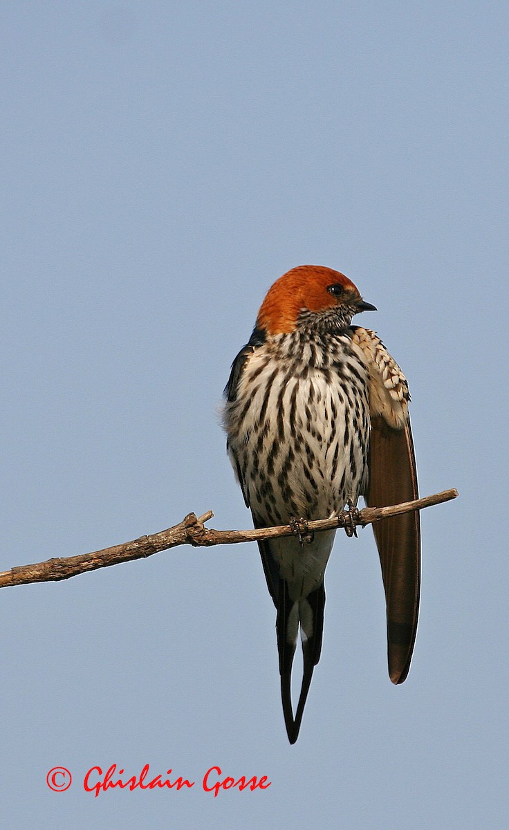 Lesser Striped Swallow - ML204097431