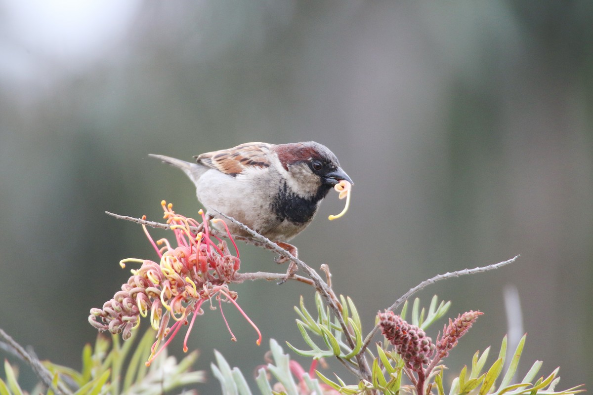 House Sparrow - mark broomhall