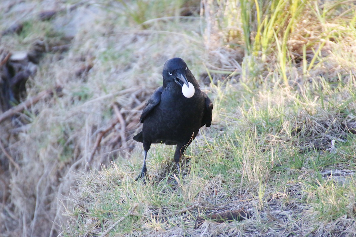 Cuervo de Tasmania - ML204097771