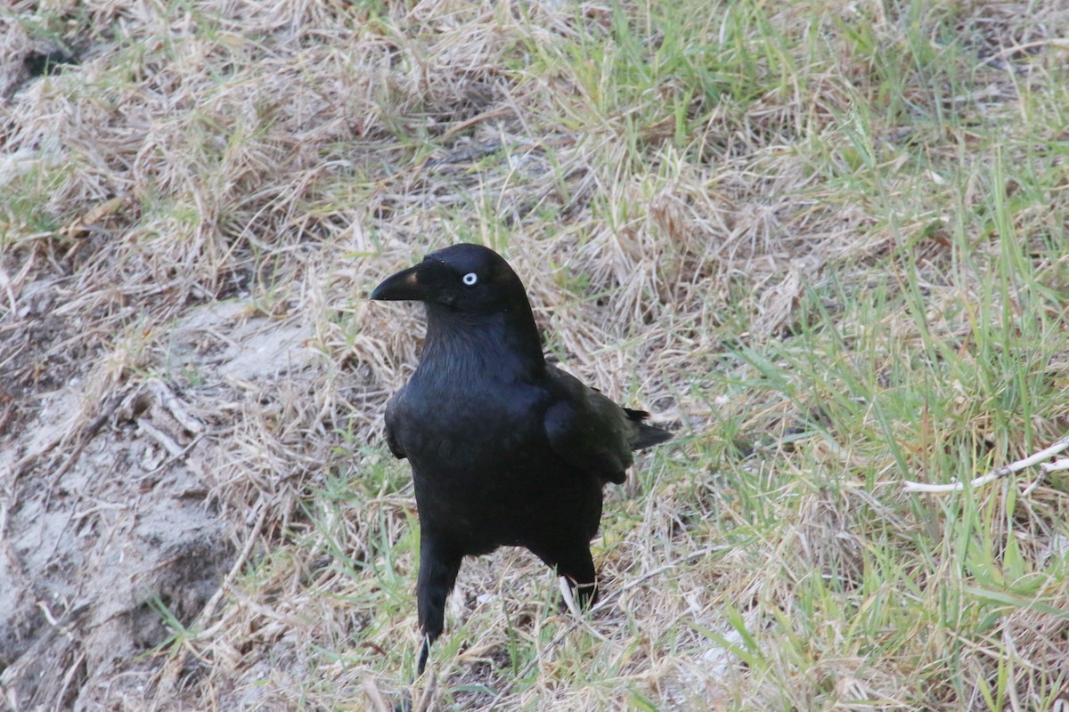 Forest Raven - mark broomhall