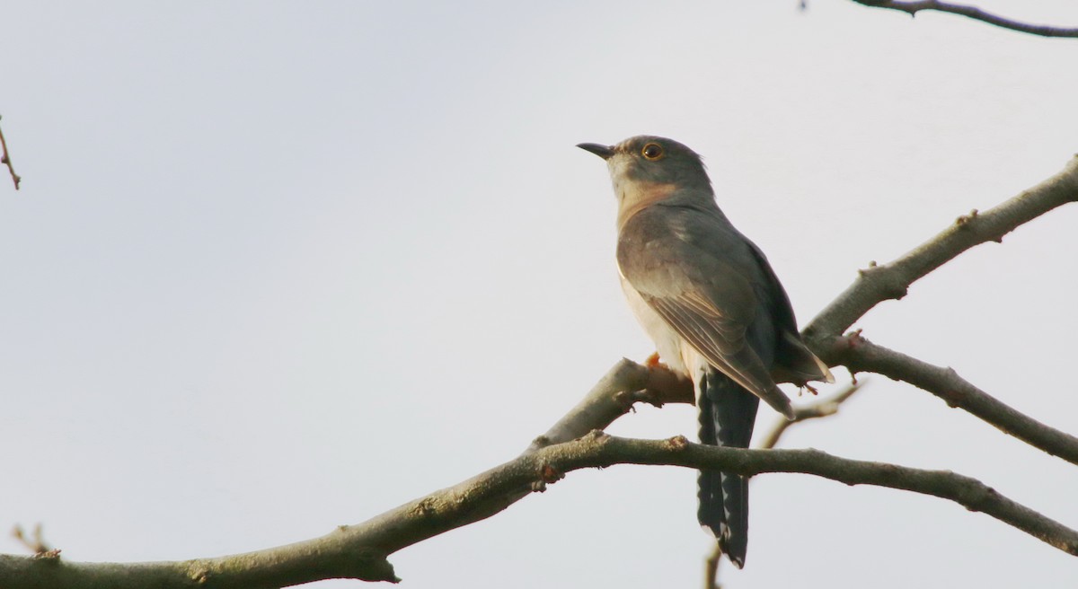 Fan-tailed Cuckoo - mark broomhall