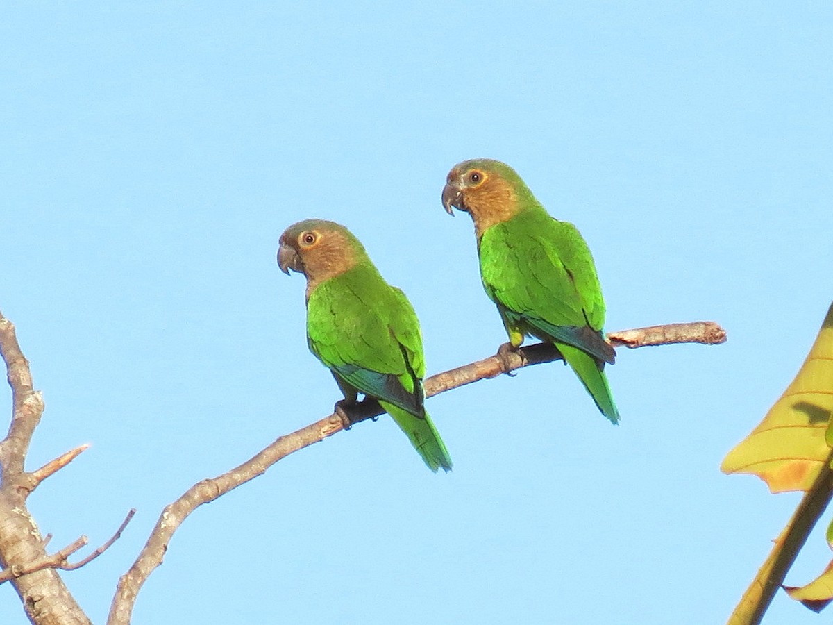 Brown-throated Parakeet - Thore Noernberg