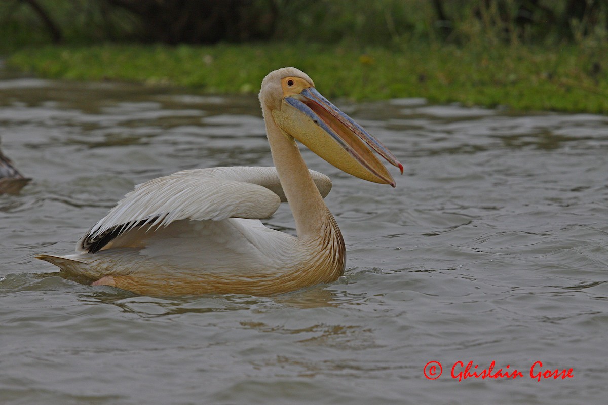 Great White Pelican - Ghislain Gosse