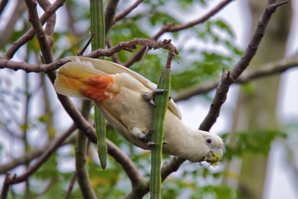 Philippine Cockatoo - Peter Odekerken