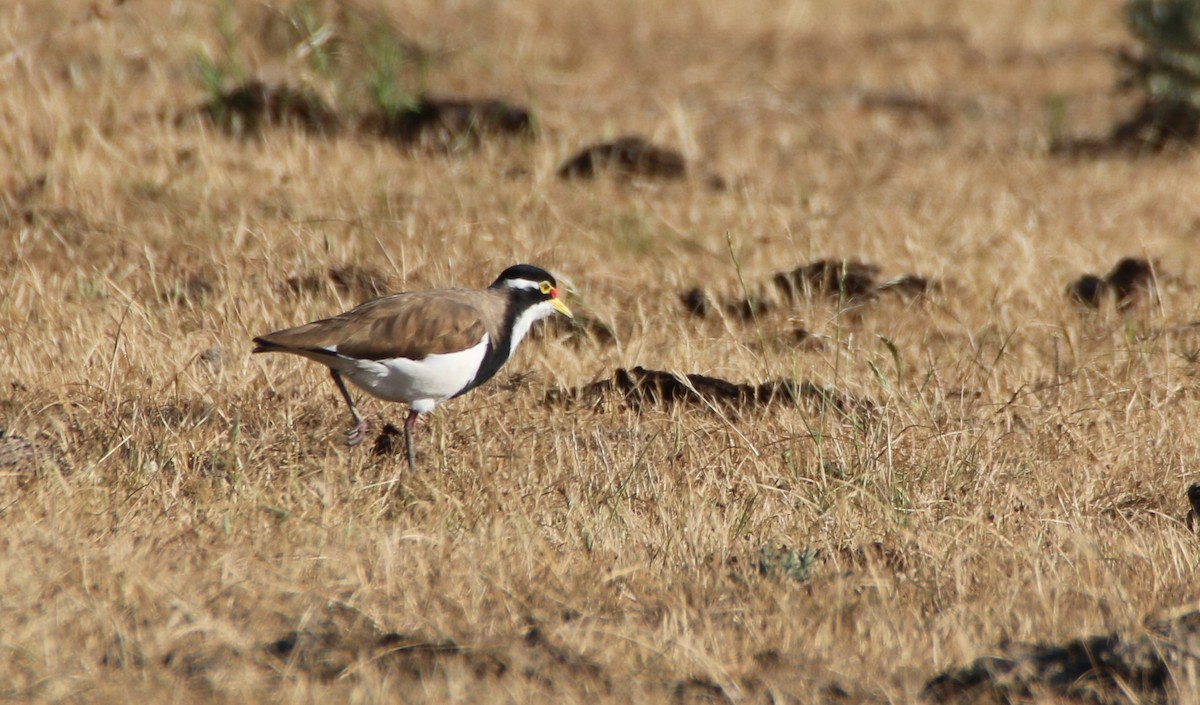 Banded Lapwing - mark broomhall