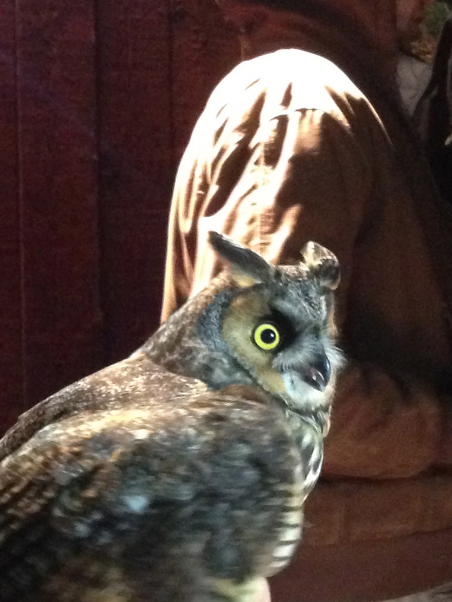 Long-eared Owl - ML20410001