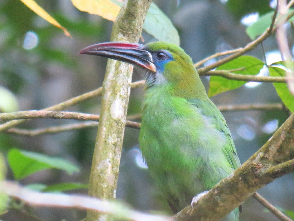 Groove-billed Toucanet (Groove-billed) - ML204100441