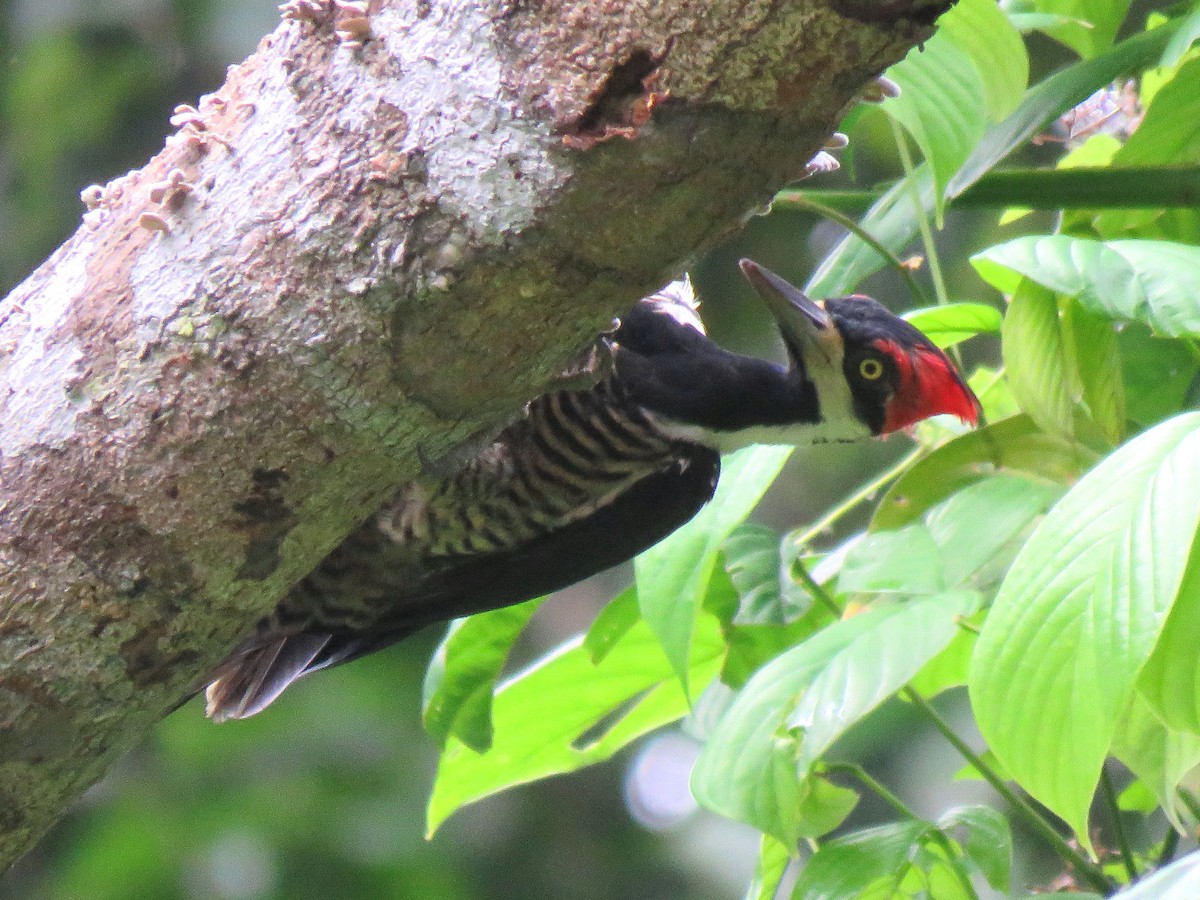 Lineated Woodpecker (Lineated) - Thore Noernberg