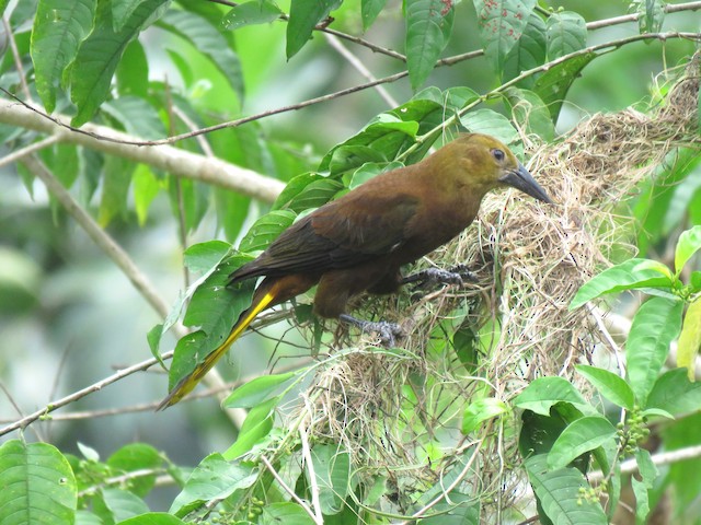 Possible confusion species: Russet-backed Oropendola (<em class="SciName notranslate">Psarocolius angustifrons&nbsp;angustifrons</em>). - Russet-backed Oropendola (Russet-backed) - 