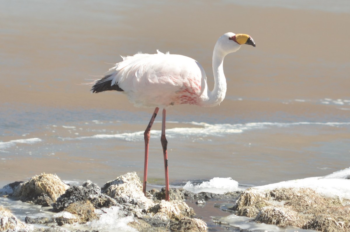 James's Flamingo - ML204101351