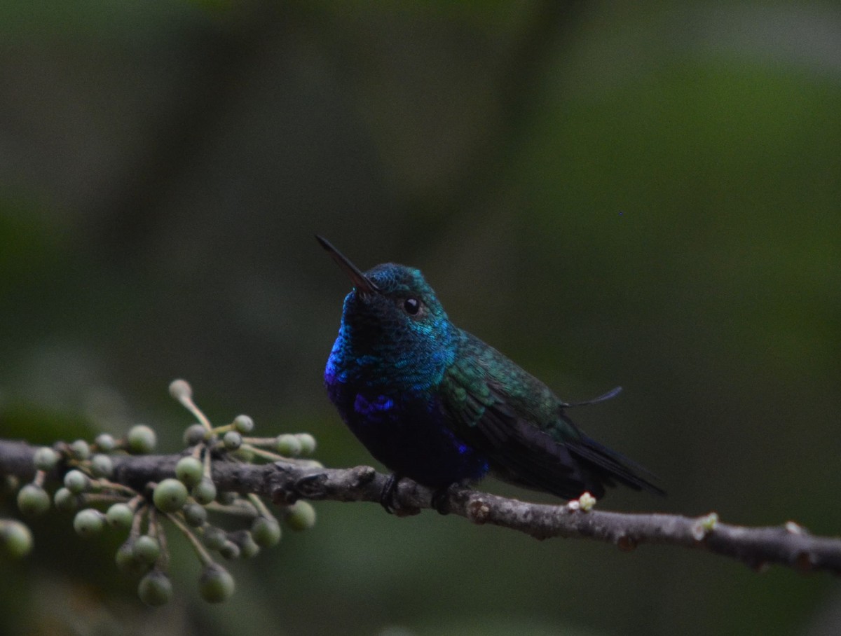 Violet-bellied Hummingbird - Ana Vanegas