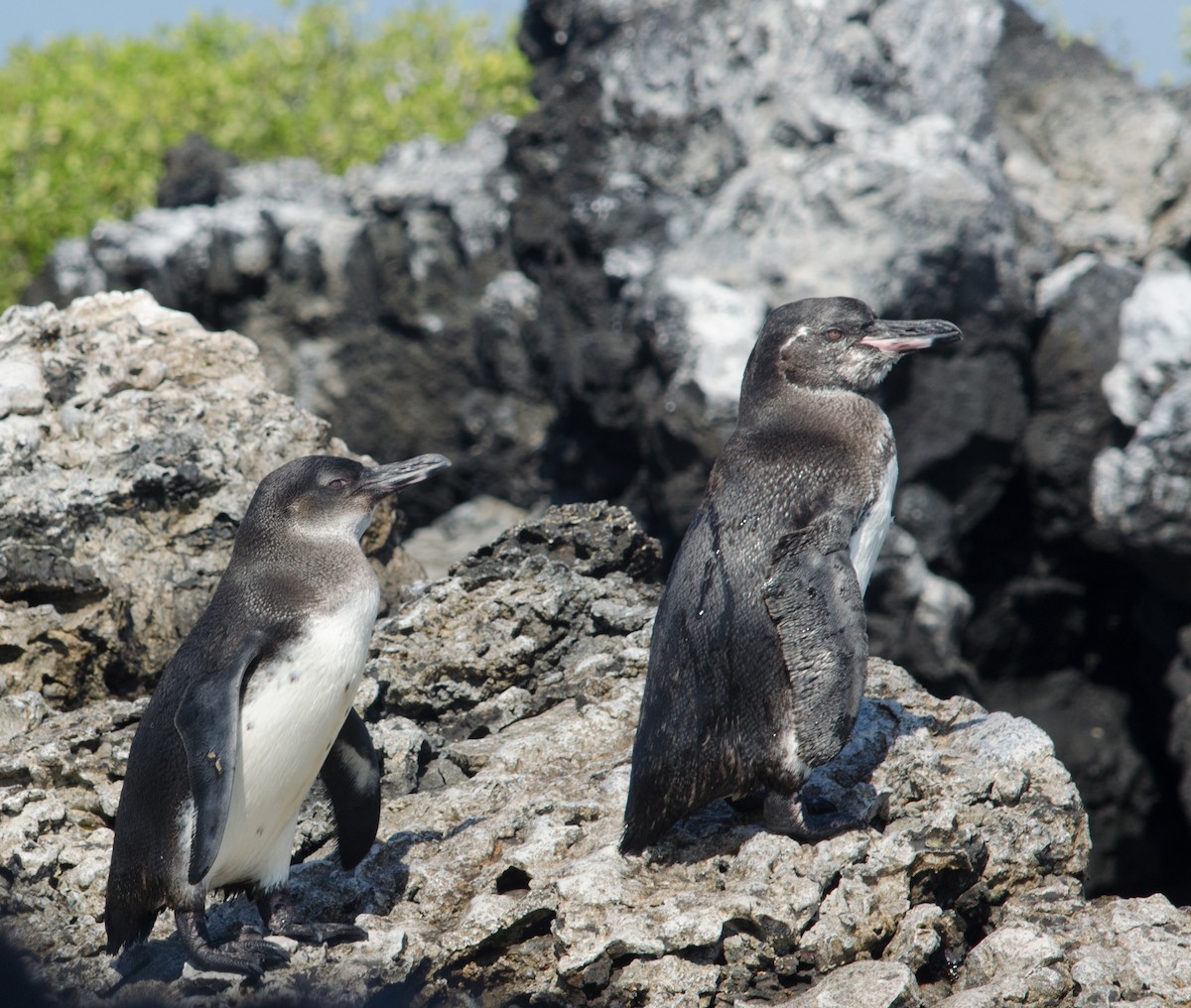 Galapagos Penguin - Ana Vanegas