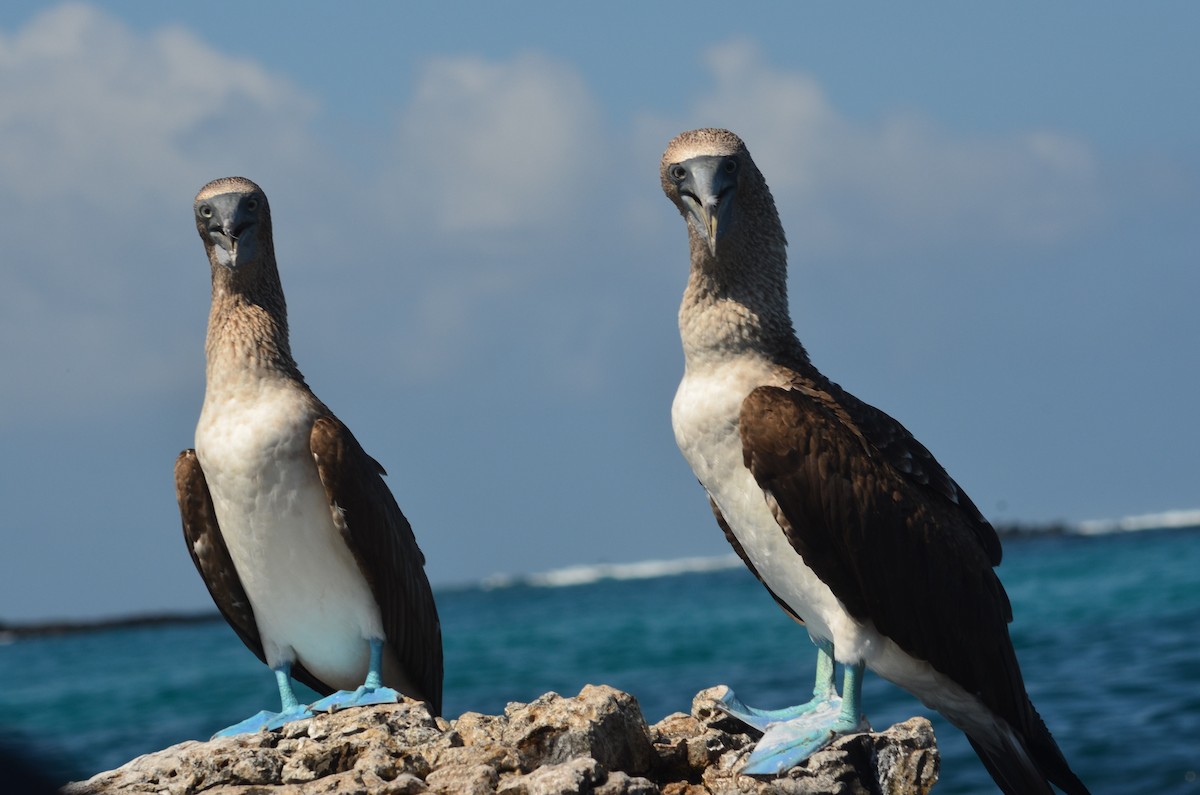 Blue-footed Booby - Ana Vanegas