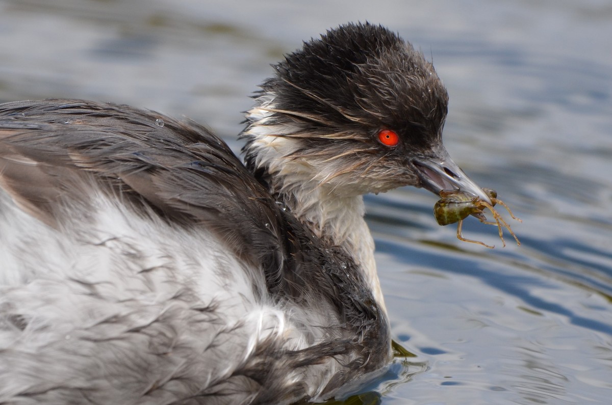 Silvery Grebe (Andean) - ML204101731
