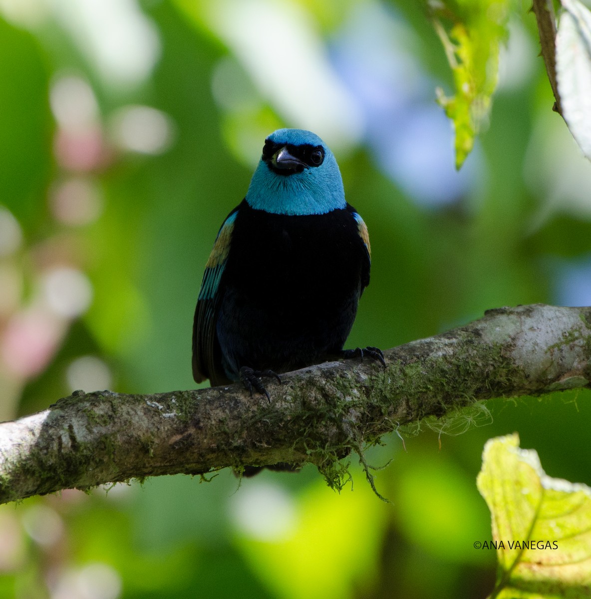 Blue-necked Tanager - ML204101801