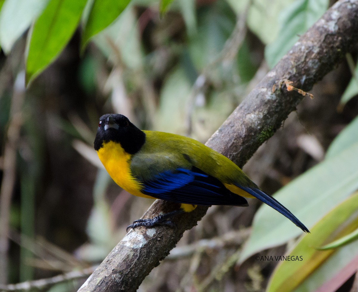 Black-chinned Mountain Tanager - ML204101861