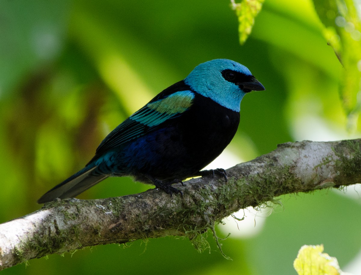Blue-necked Tanager - ML204101871
