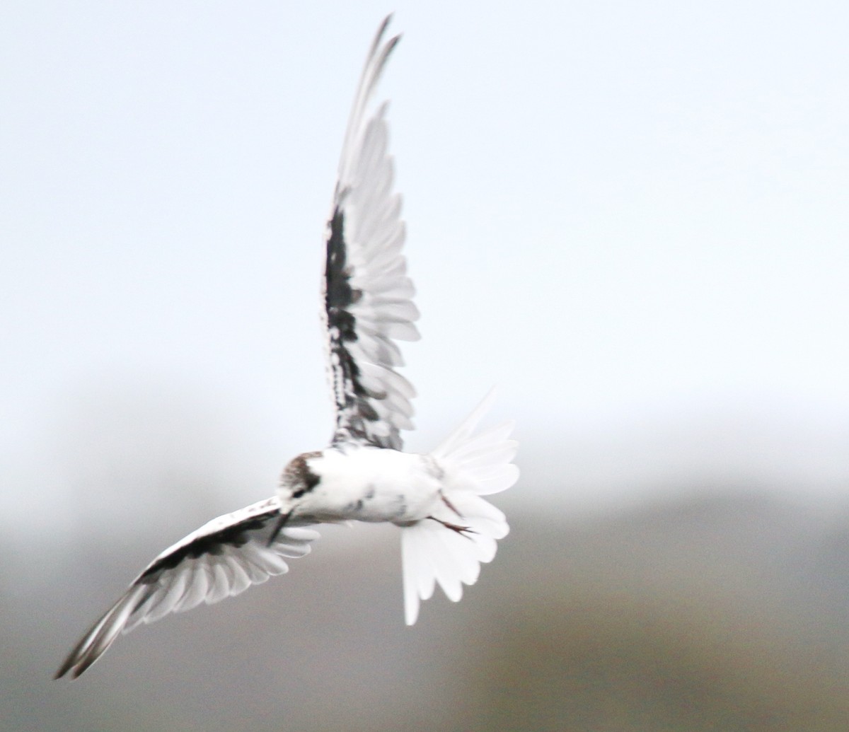 White-winged Tern - ML204102501