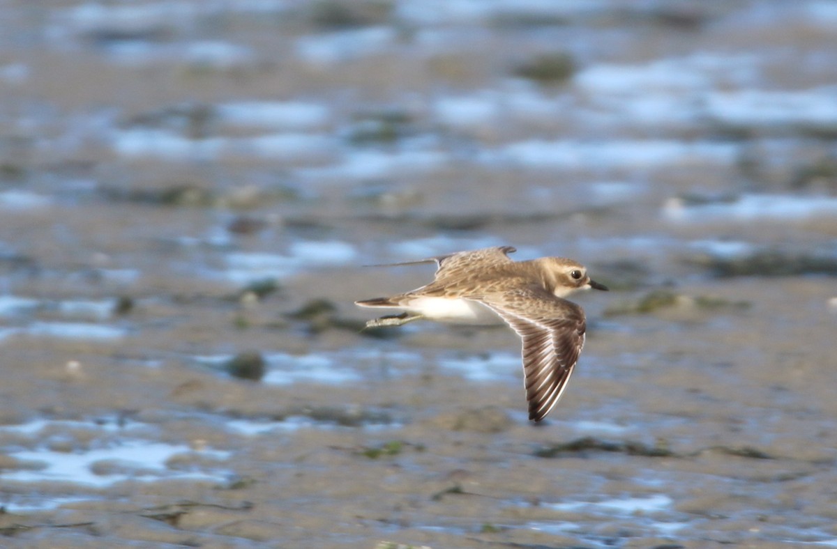 Double-banded Plover - mark broomhall
