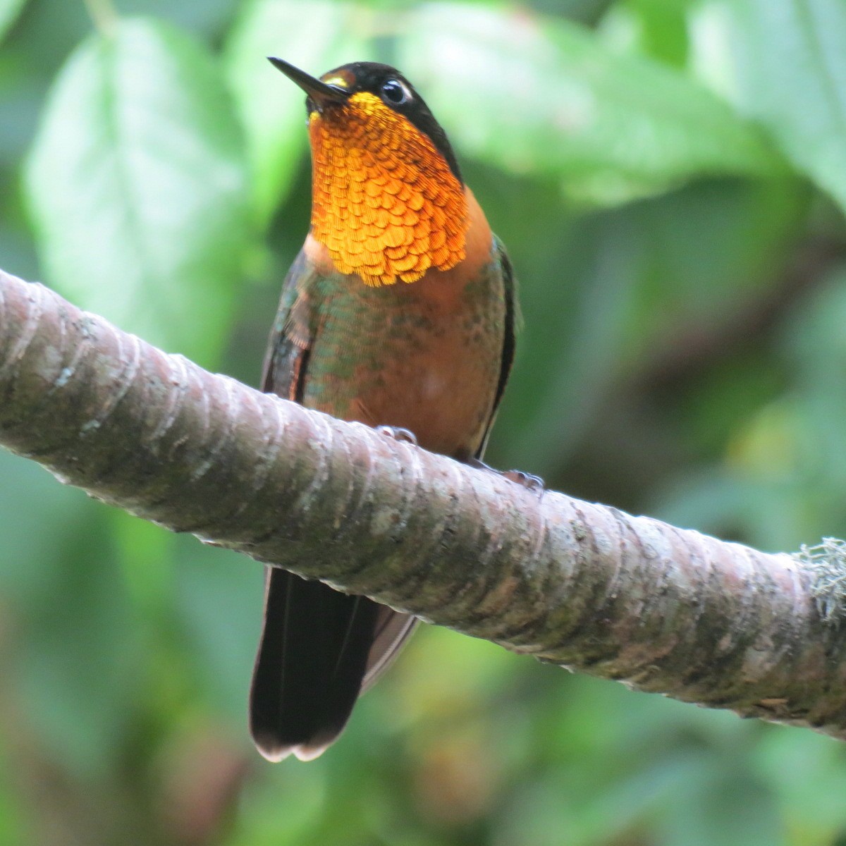 kolibřík oranžovohrdlý - ML204102801