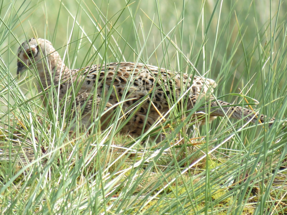 Ring-necked Pheasant - Thore Noernberg