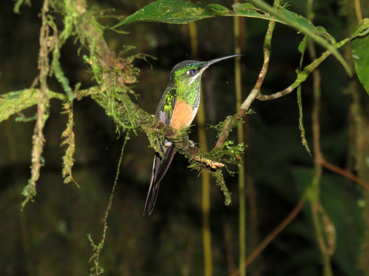Scissor-tailed Hummingbird - ML204103241