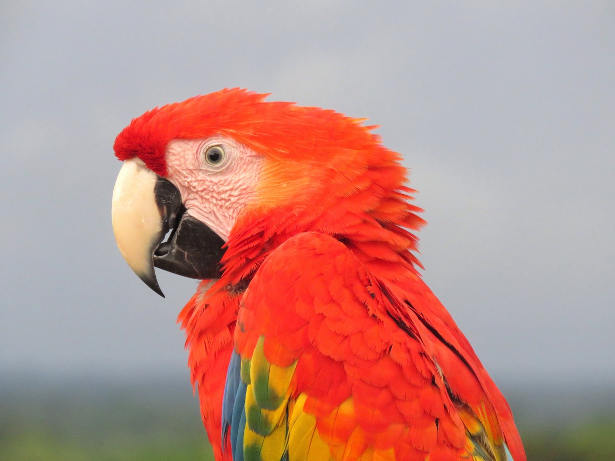 Scarlet Macaw - Thore Noernberg