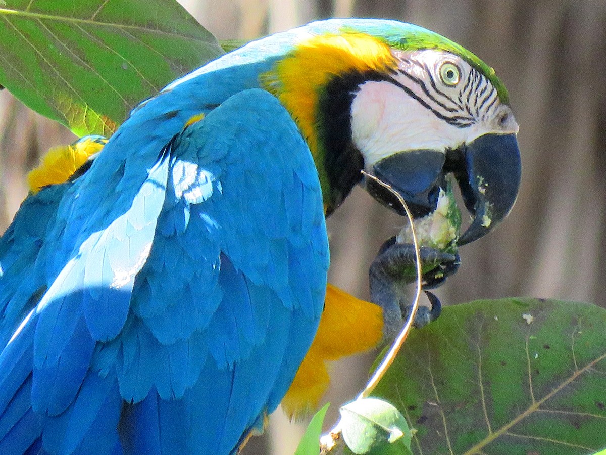 Blue-and-yellow Macaw - ML204103681