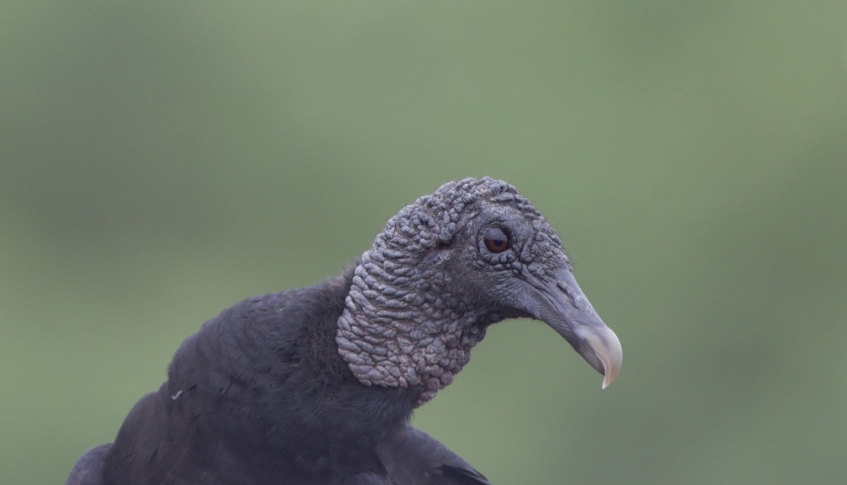 Black Vulture - Ana Vanegas