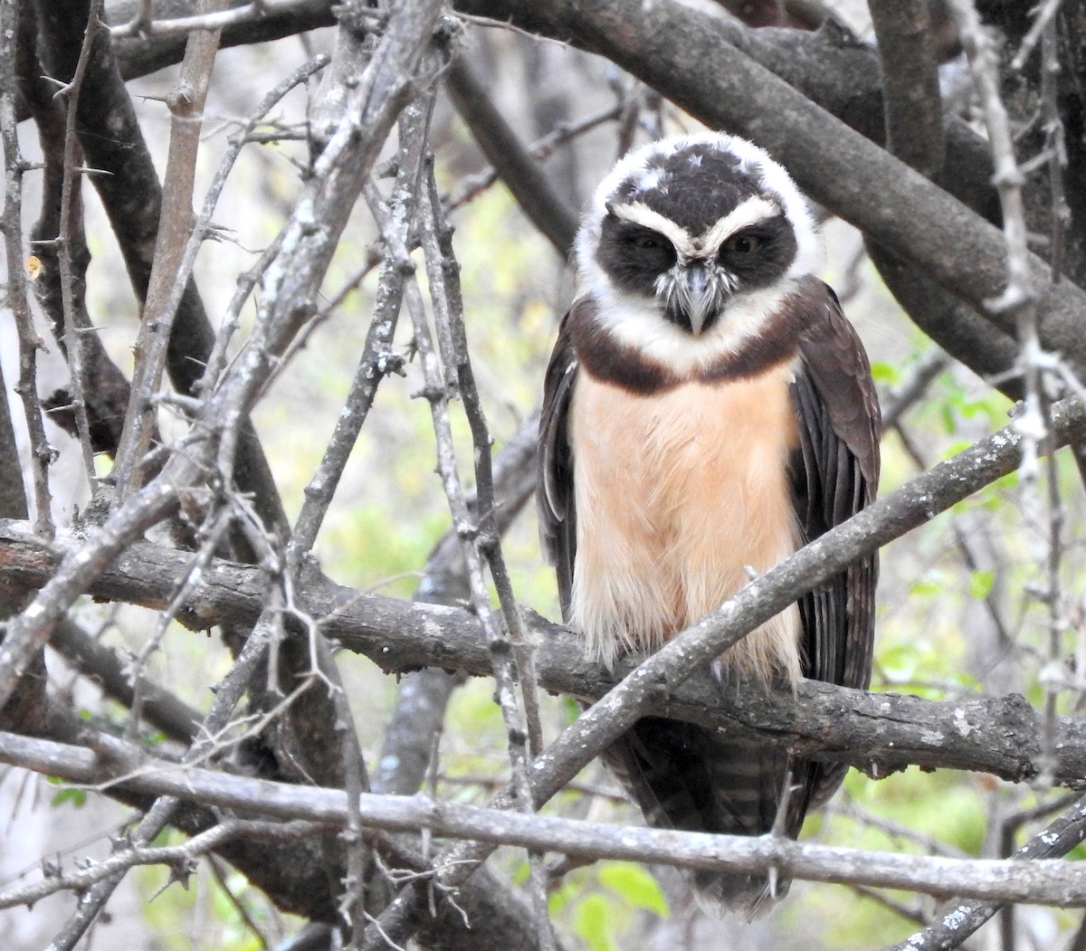 Spectacled Owl - ML204103981