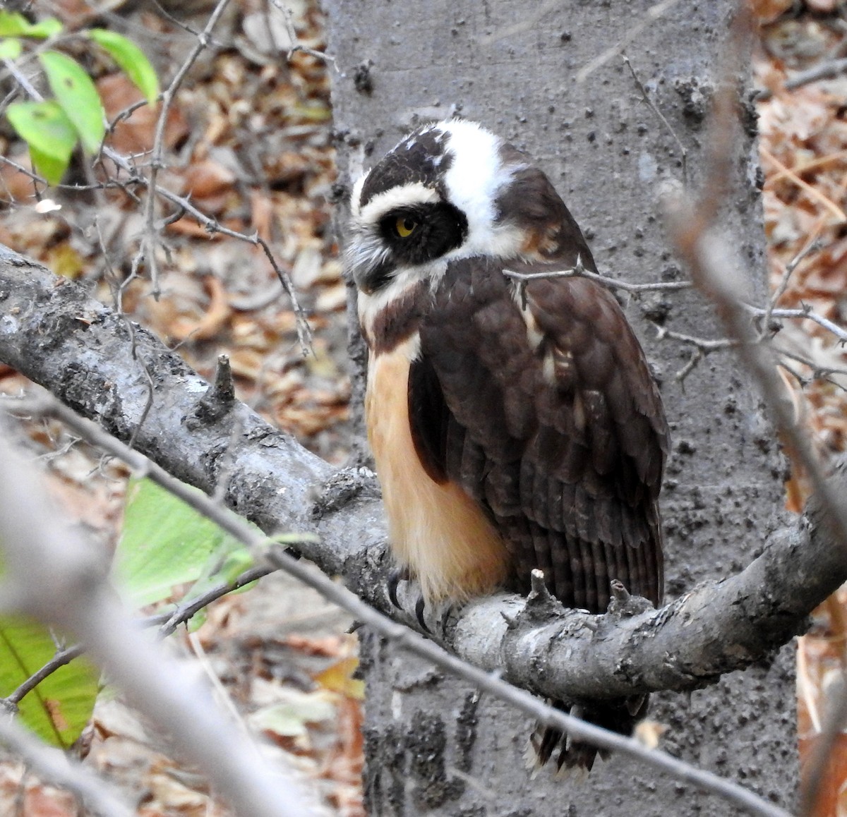 Spectacled Owl - ML204103991