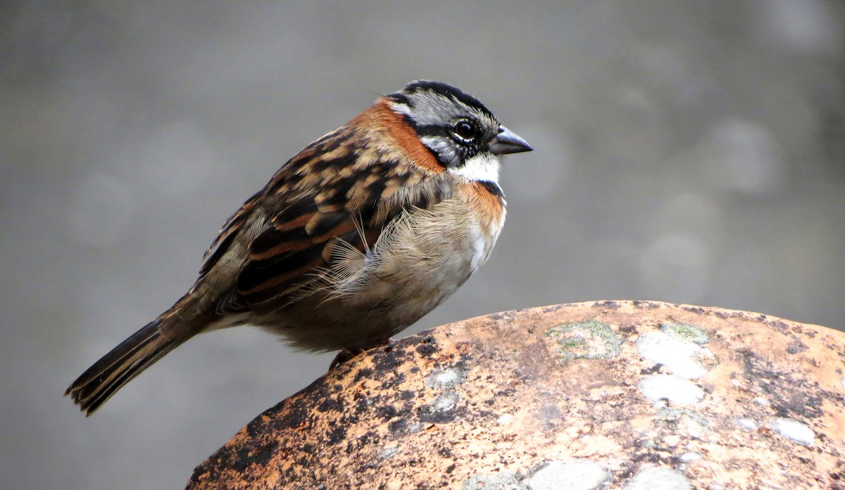 Rufous-collared Sparrow (Rufous-collared) - Leonardo Ordóñez-Delgado