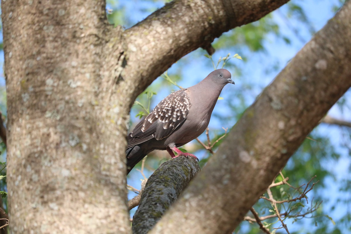 Spot-winged Pigeon (maculosa) - Jan Harteman