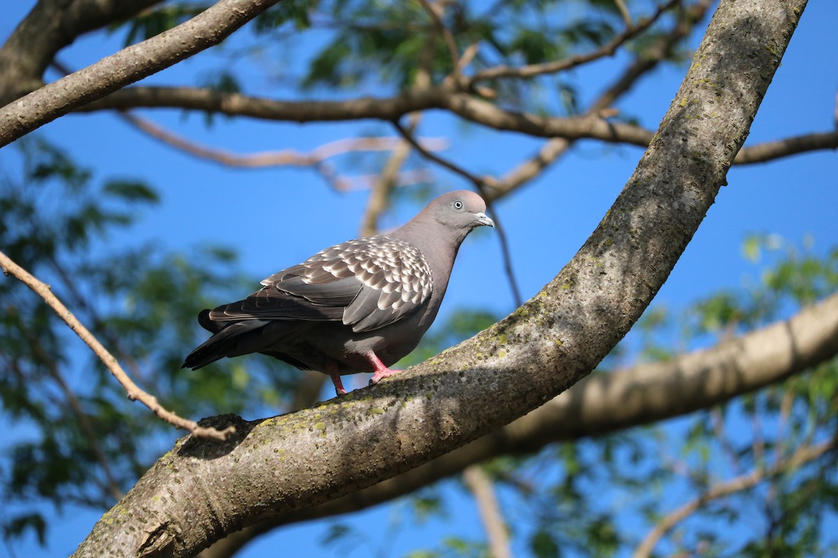 Spot-winged Pigeon (maculosa) - ML204104161
