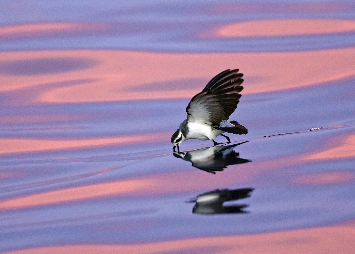 White-faced Storm-Petrel - ML204104211
