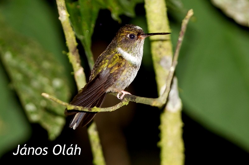 kolibřík ekvádorský - ML204104281