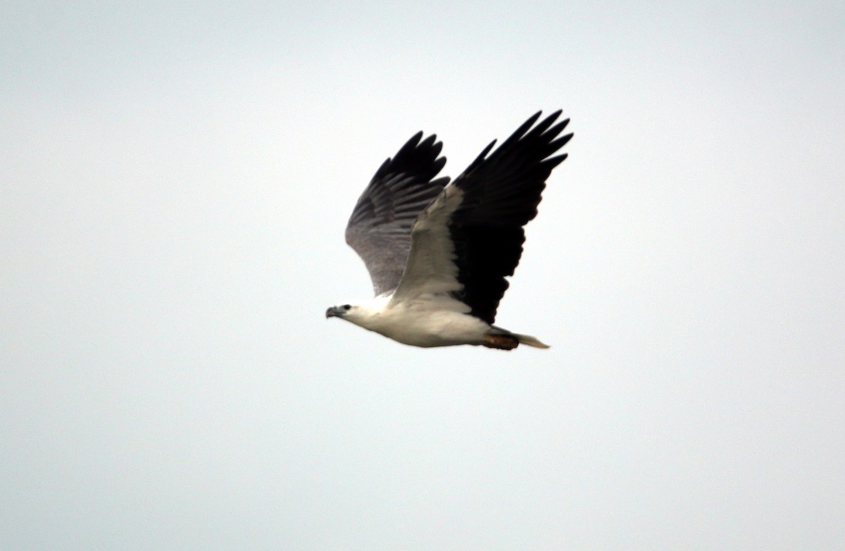 White-bellied Sea-Eagle - mark broomhall