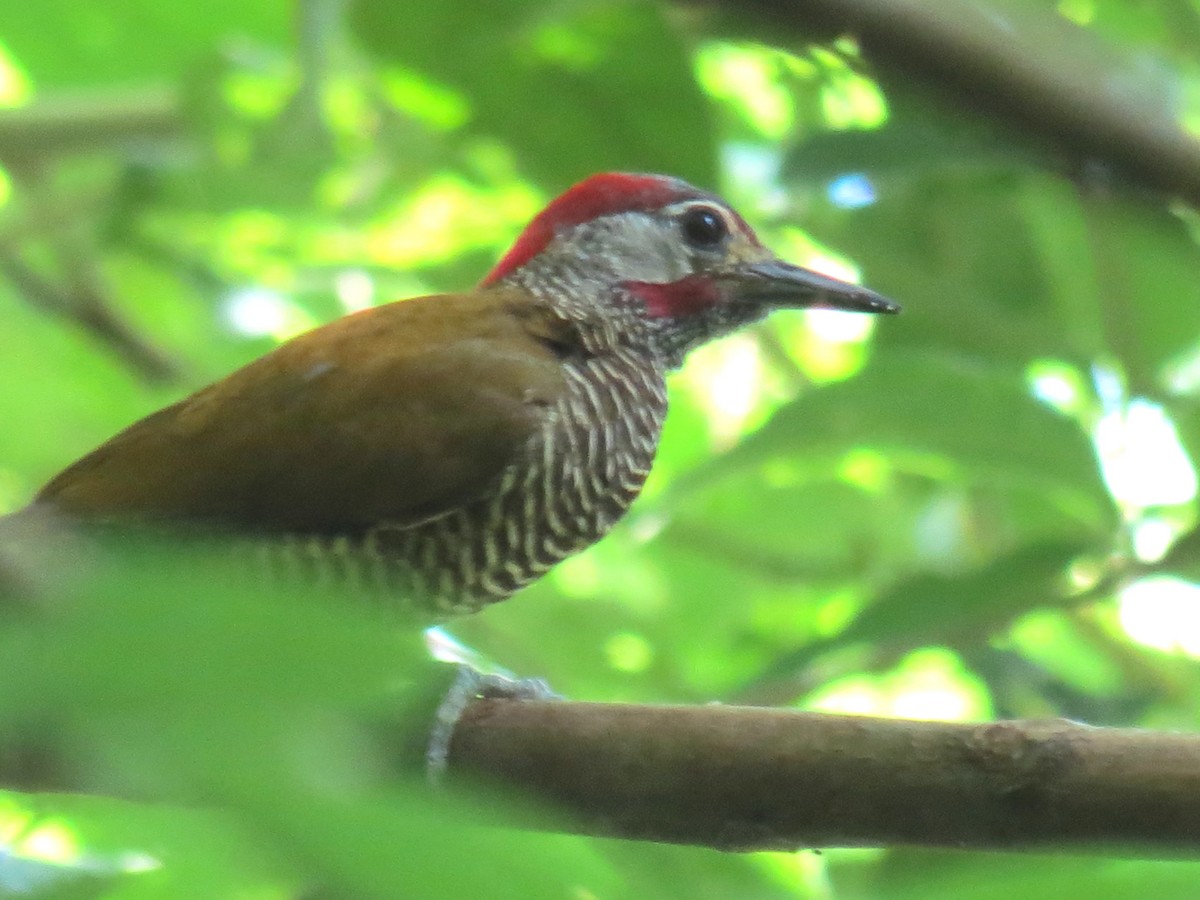 Golden-olive Woodpecker (Golden-olive) - ML204105111
