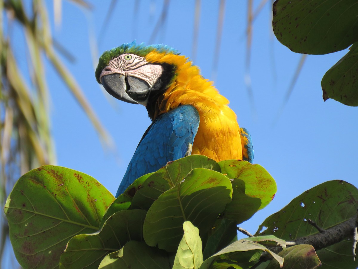 Blue-and-yellow Macaw - ML204105521