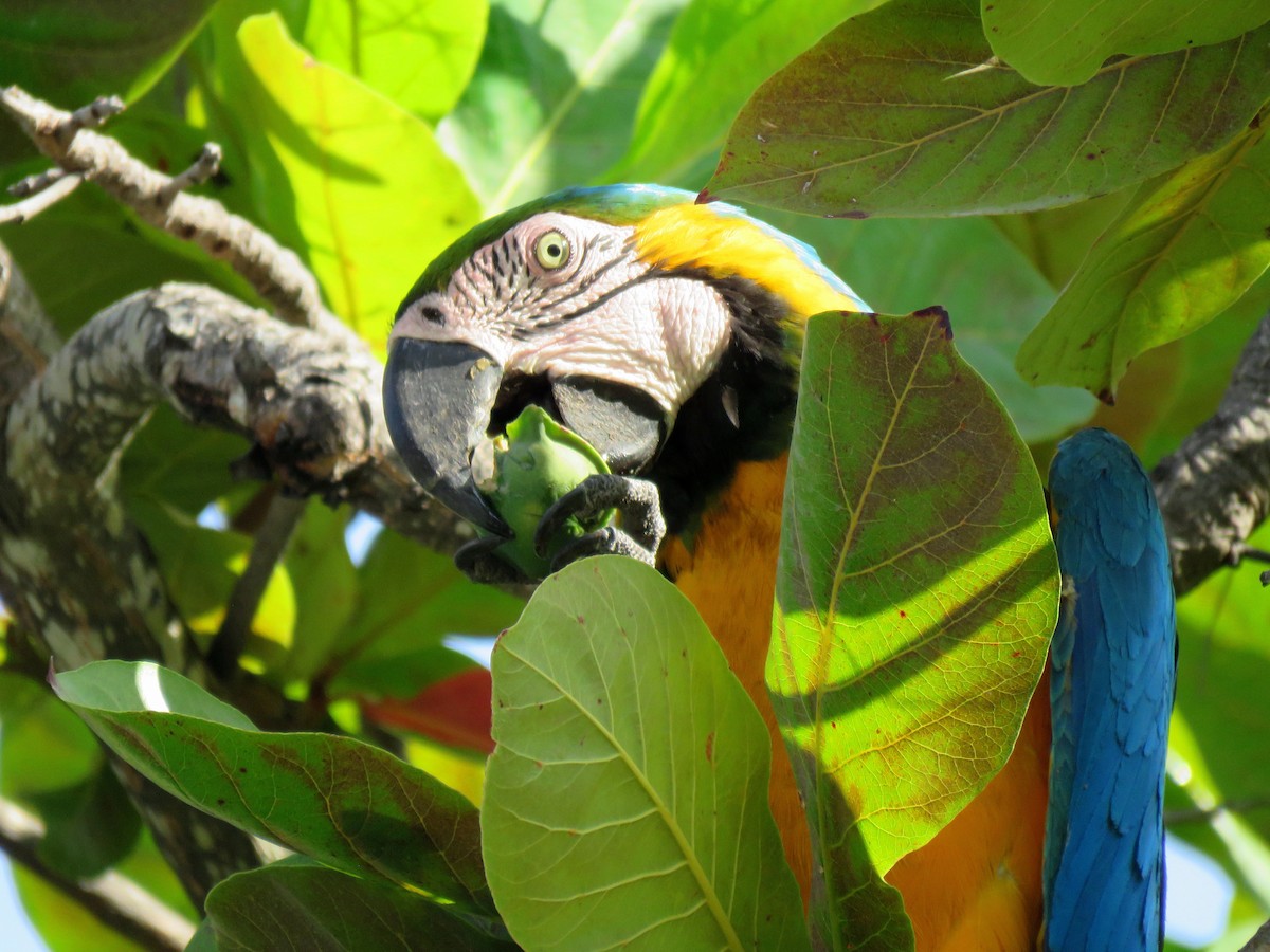 Blue-and-yellow Macaw - ML204105531