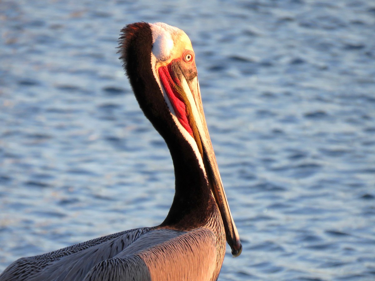 Brown Pelican (California) - Thore Noernberg