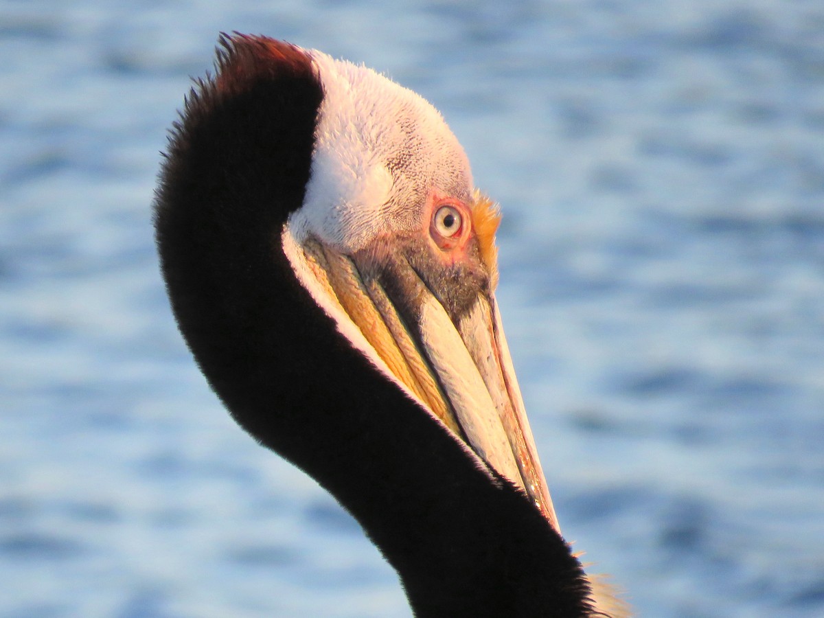 Brown Pelican (California) - Thore Noernberg