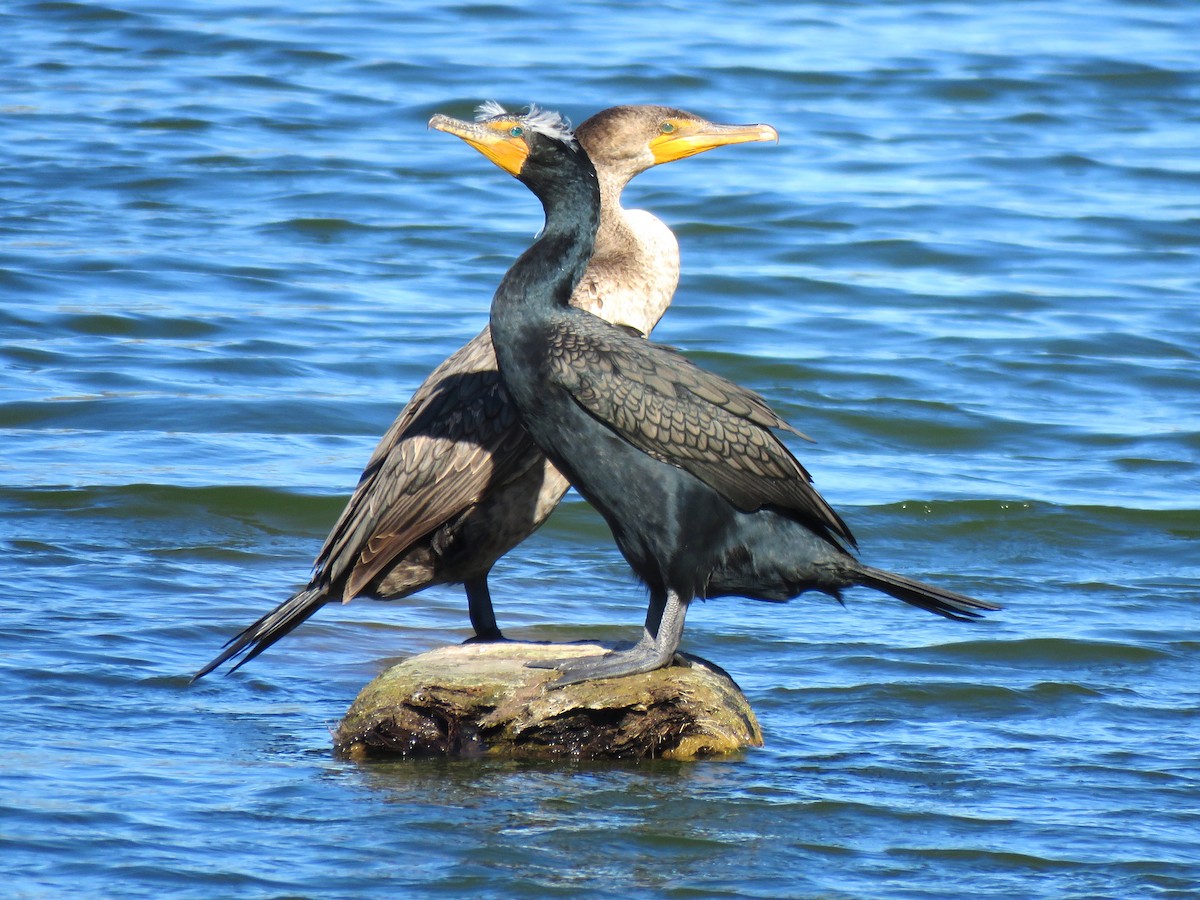 Double-crested Cormorant - Thore Noernberg