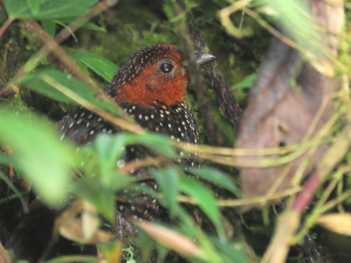 Ocellated Tapaculo - ML204105761