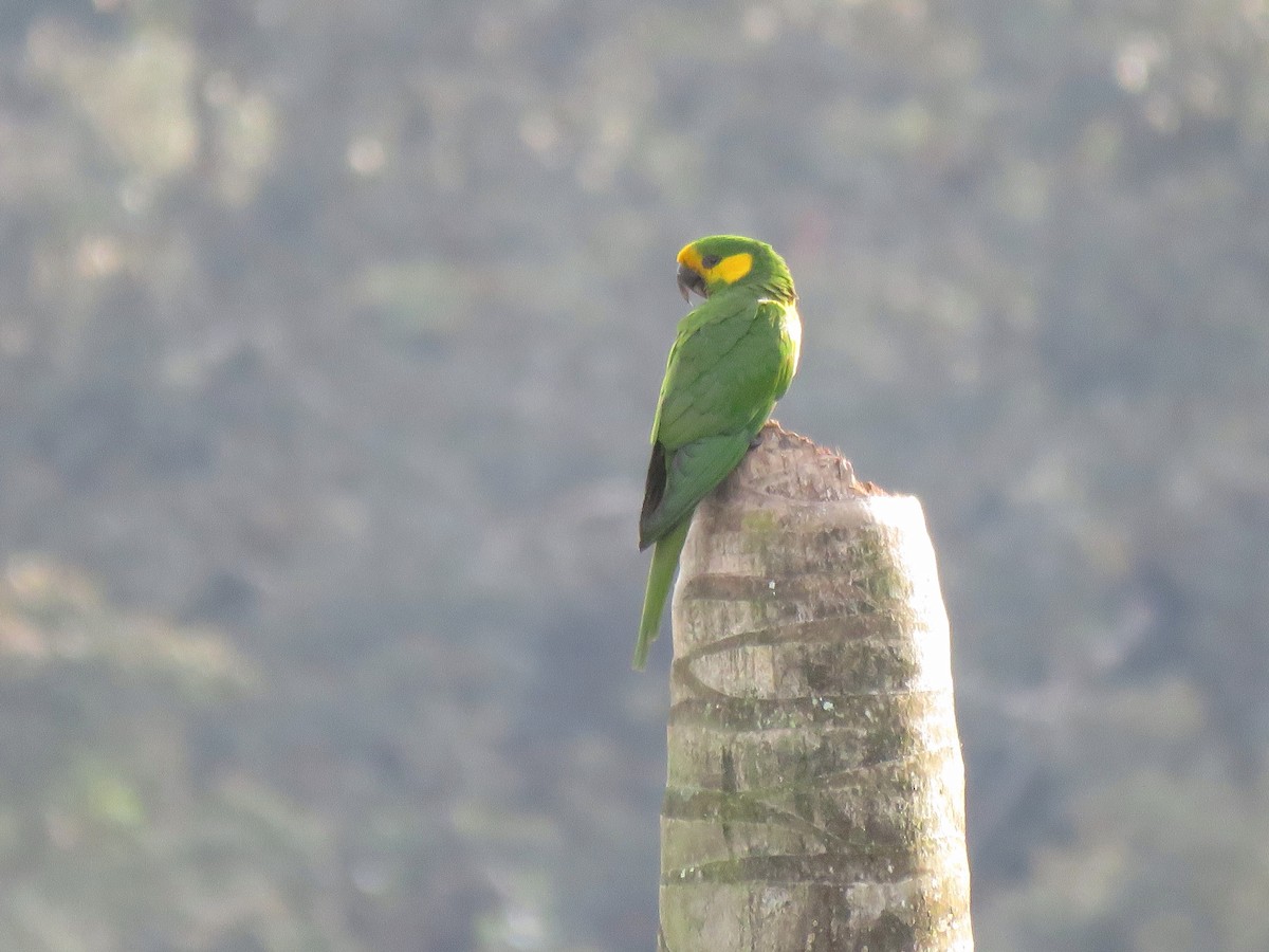 Yellow-eared Parrot - ML204105771